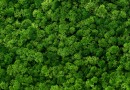 000081 Green Moss